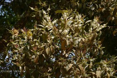 Symplocos cochinchinensis subsp. laurina